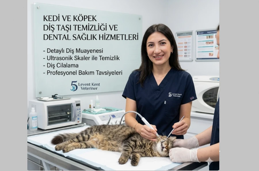 Kedi Köpek Diş Taşı Temizliği