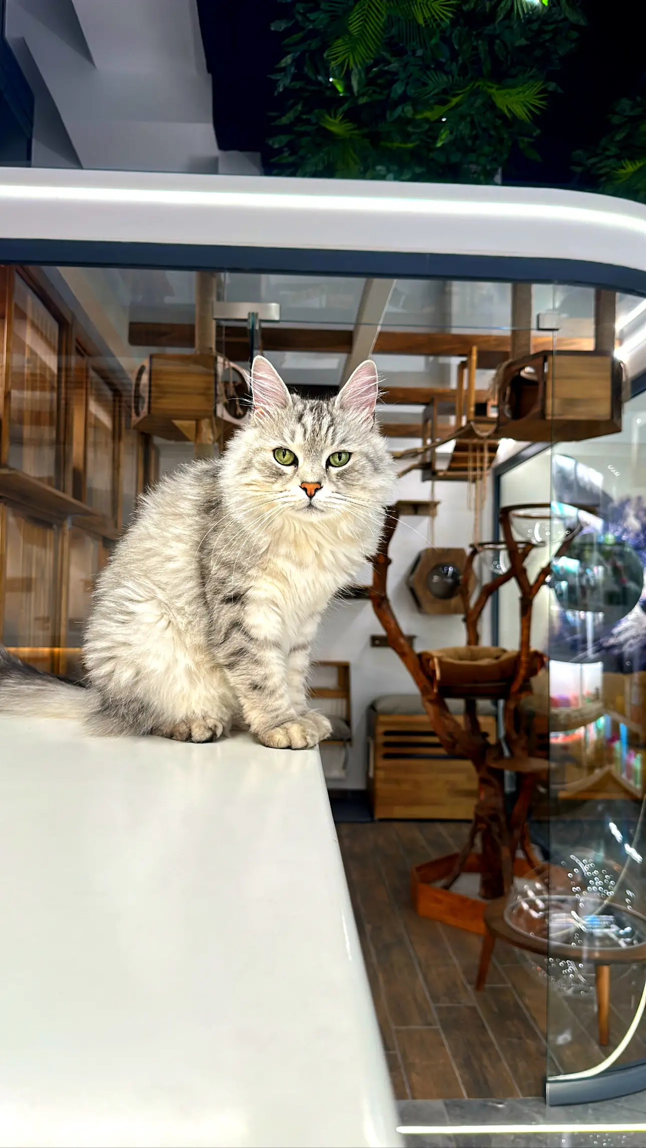 İstanbul Kedi Oteli