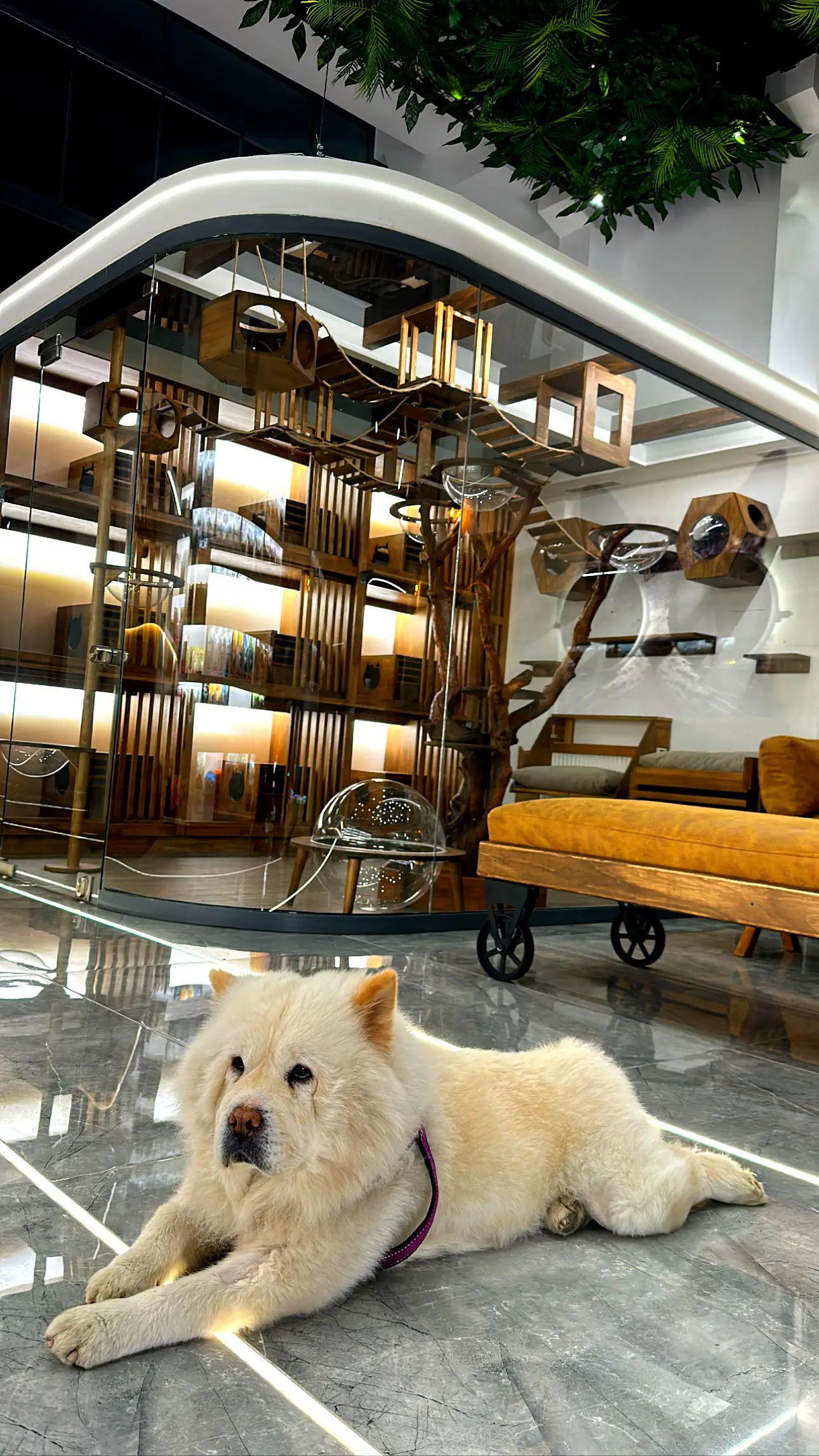 İstanbul Köpek Oteli
