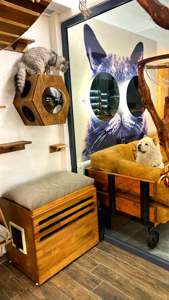 istanbul pet oteli