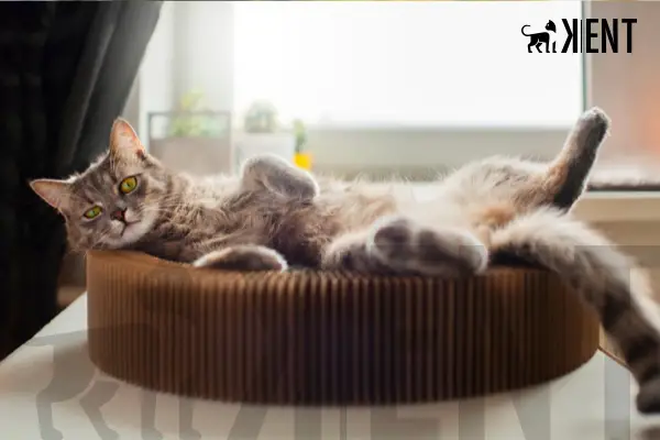 Kedi Pansiyon