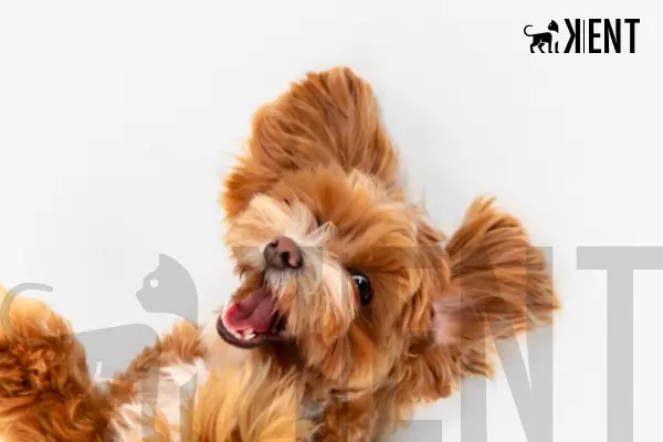 Köpek Pansiyon
