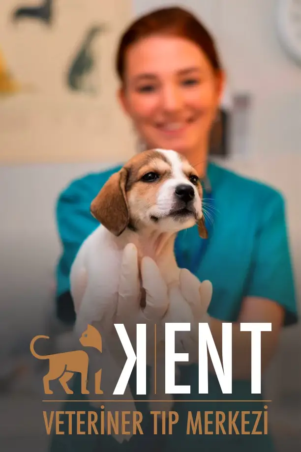 Kent Veteriner